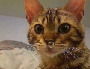 suzi quatro and chris norman relationship