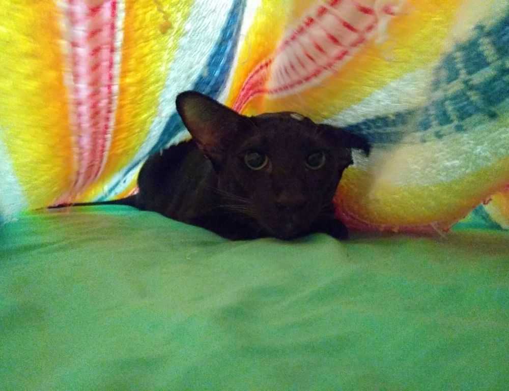 yalla shoot english nba live