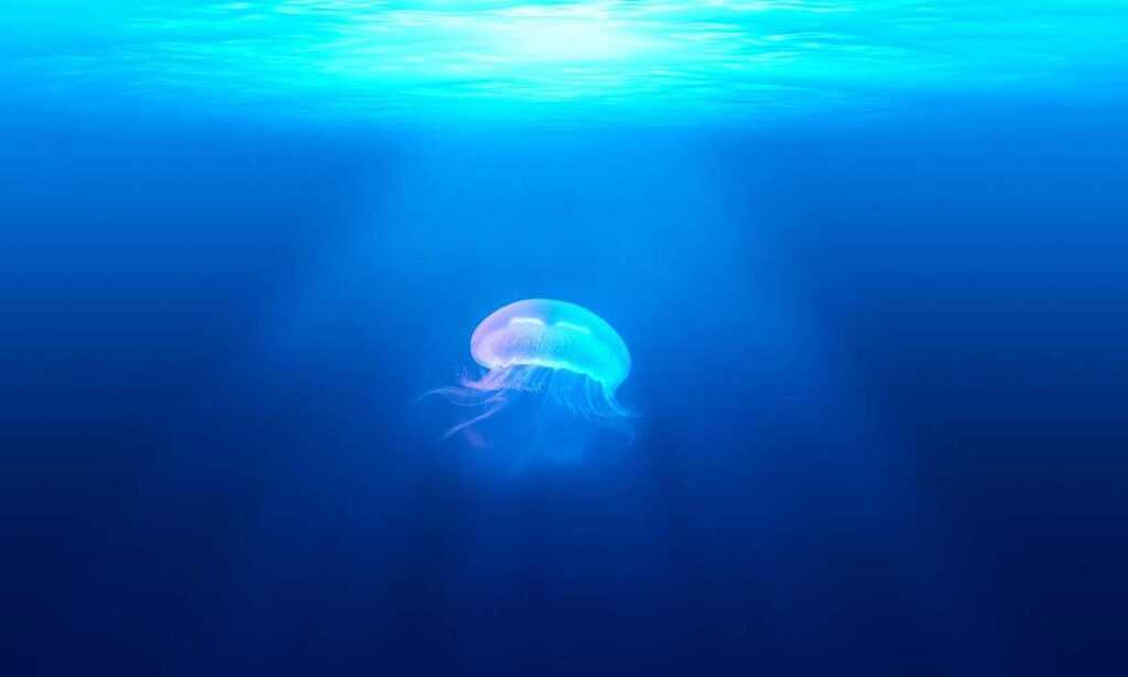 yalla shoot english nba live