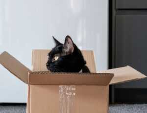 yalla shoot english nba live