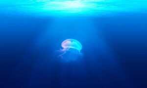 yalla shoot english nba live